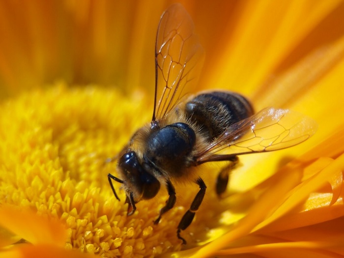 Пчела собирает пыльцу с цветков при помощи ротовых органов, 3 пар ножек и густых длинных волосков, благодаря их перистообразному строению на них хорошо удерживается пыльца.