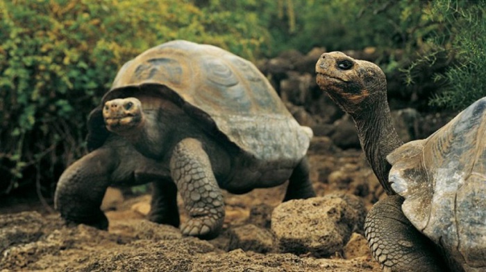 Галапагосские черепахи могут спать по 16 часов в день, и могут жить год без пищи и воды.