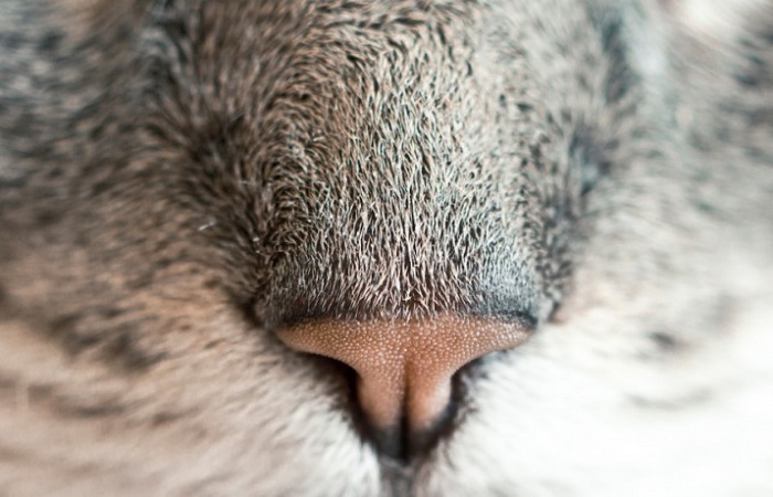 Отпечаток мочки кошачьего носа так же уникален, как и отпечатки человеческих пальцев. Не существует двух одинаковых мочек кошачьего носа.