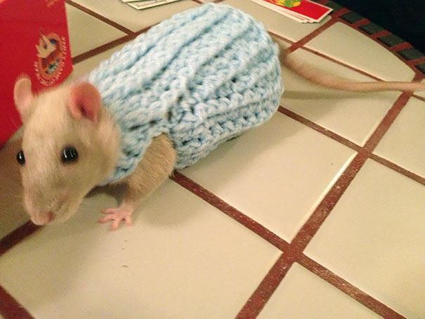 Новый свитер как раз к наступлению зимы.