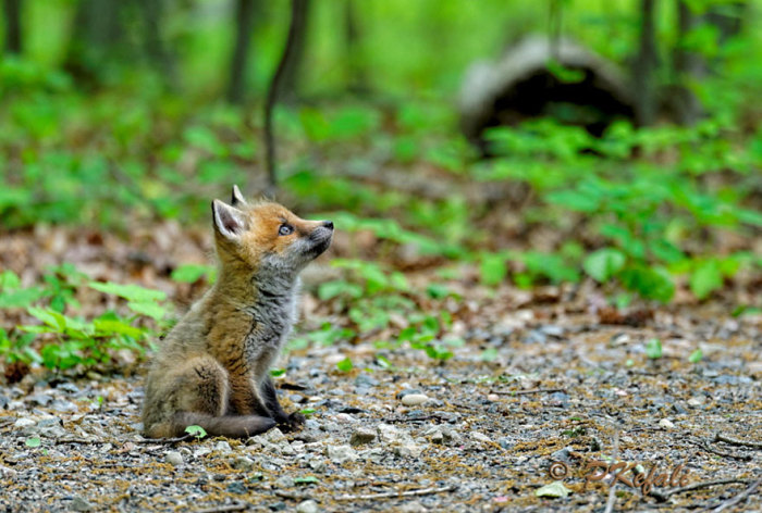 Целеустремлённый взгляд маленького лисёнка.