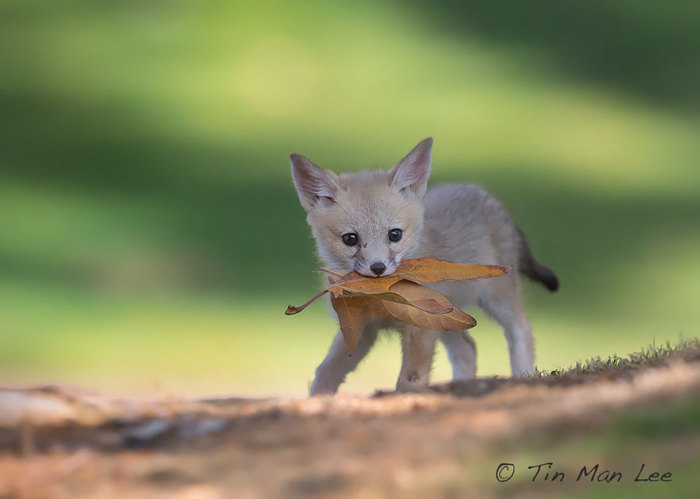 Игра лисёнка с осенней листвой.