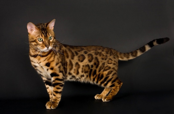 Гибрид домашней кошки и дикого Азиатского леопардового кота.