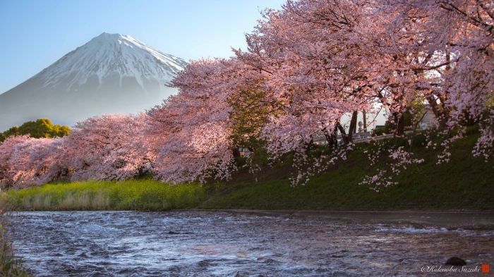 Цветущие вишни у берега реки на фоне величественной горы Фудзи, окутанной туманом.