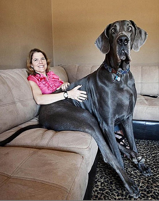 Самая большая собака в мире.
