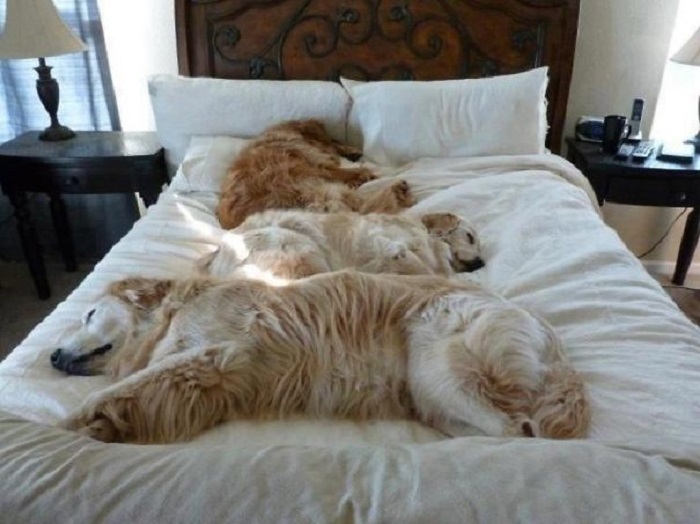 Эти милые собачки так сильно любят спать в постели своих хозяев, что пользуются каждым поводом туда залезть и отдохнуть.