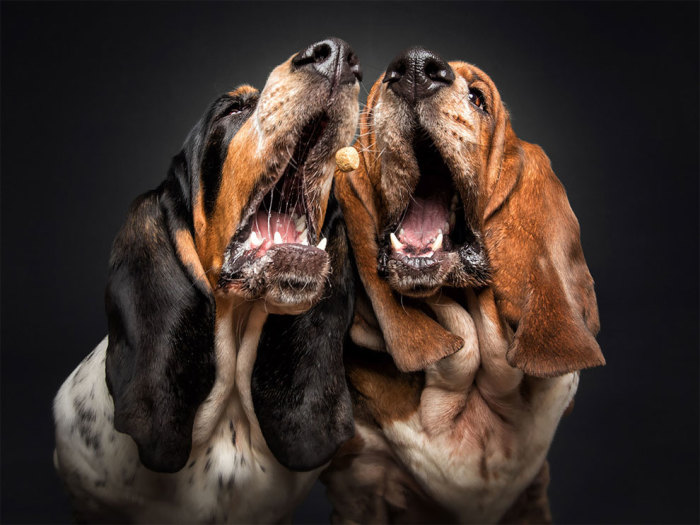С помощью фотопроекта «Собаки ловят угощения» Кристиан Вилер показывает индивидуальность каждой собаки.