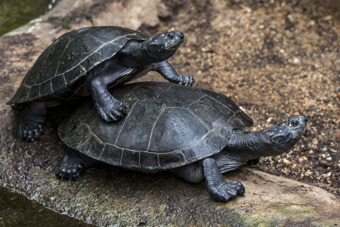  В брачный период черепахи-самцы ухаживают за самкой, а во время спаривания громко поют. 