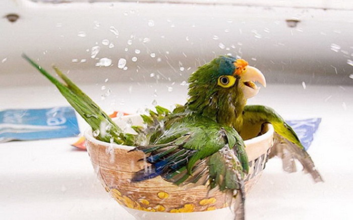 Потрясающие зверушки, которые очень любят принимать пенные ванны.