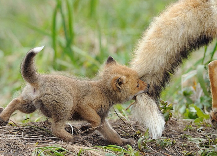 Заботливая, рыжая и пушистая лиса играет с маленьким лисенком.