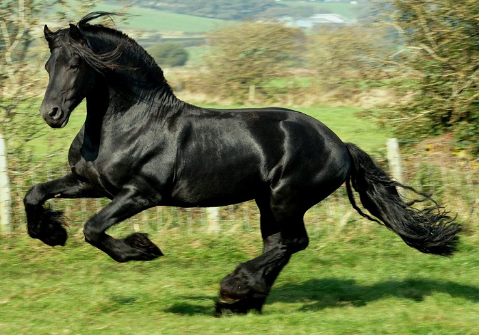 Лошадь крупная, массивная, очень костистая, но элегантная, несколько высоконогая.