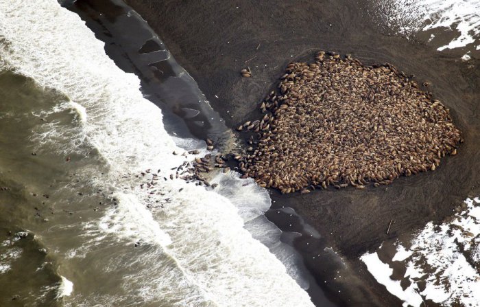Куча из 35 000 моржей на Аляске, сентябрь 2014 года.