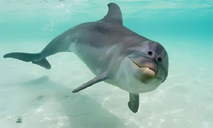 Смешная фотография дельфина.