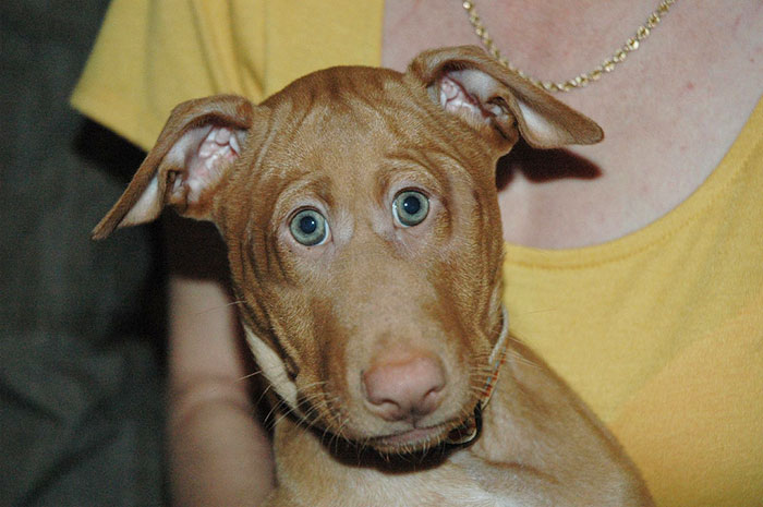 Коричневый пес напоминает немецкого дога Скуби ду из американского мультфильма.