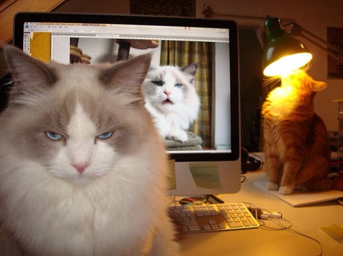 Один кот греется от лампочки, а другой от монитора.