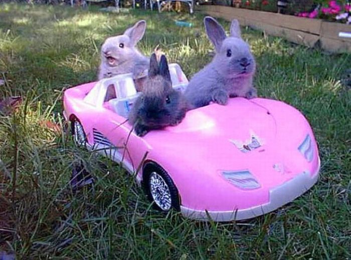 Три забавных кролика сидят в розовом автомобиле для Барби.