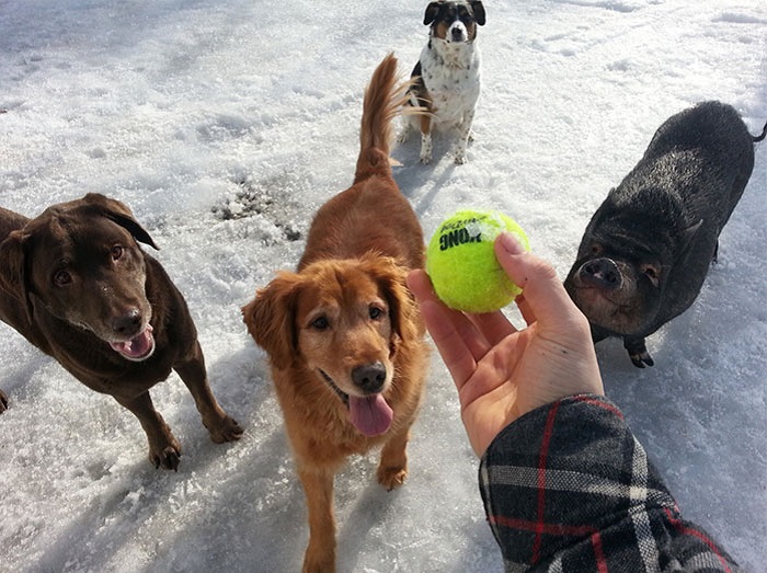 Увлекательная игра с теннисным мячом для собак и поросенка.