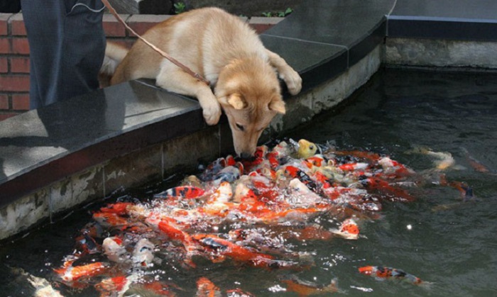 Собака играет с золотыми рыбками в фонтане.