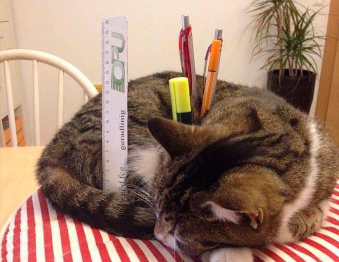 Котик, свернувшись калачиком, напоминает подставку для ручек и карандашей.