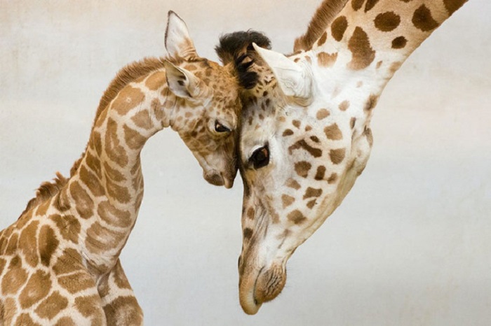 Месячный детеныш жирафа со своей матерью.