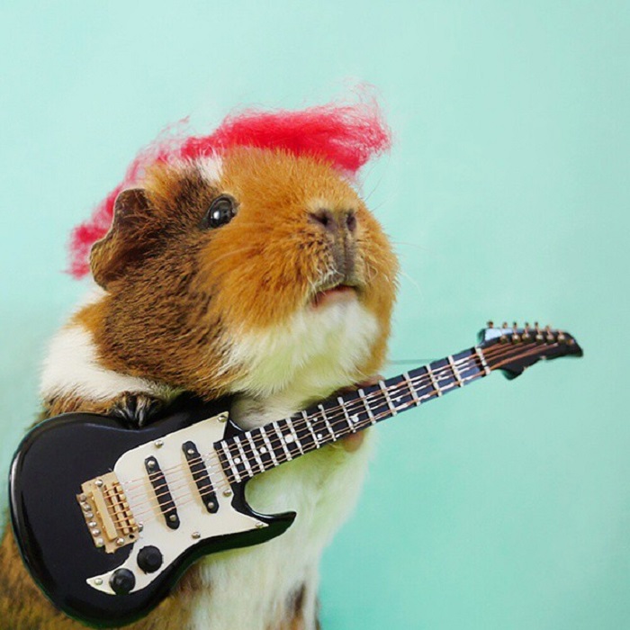 Морская свинка - настоящая звезда рок-сцены.