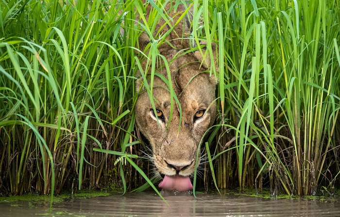 Львица на водопое в национальном парке Замбии, Южная Луангва. Автор фотографии: (Isak Pretorius), Исак Преториус, Южная Африка.