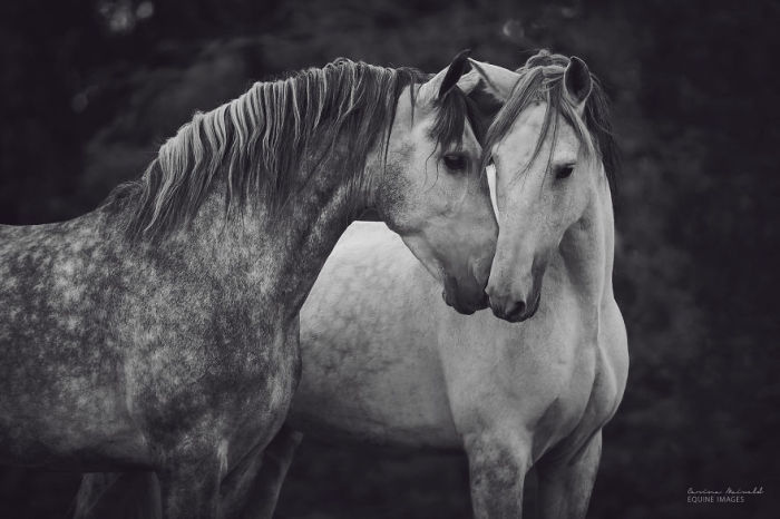 Красивая лошадиная пара.