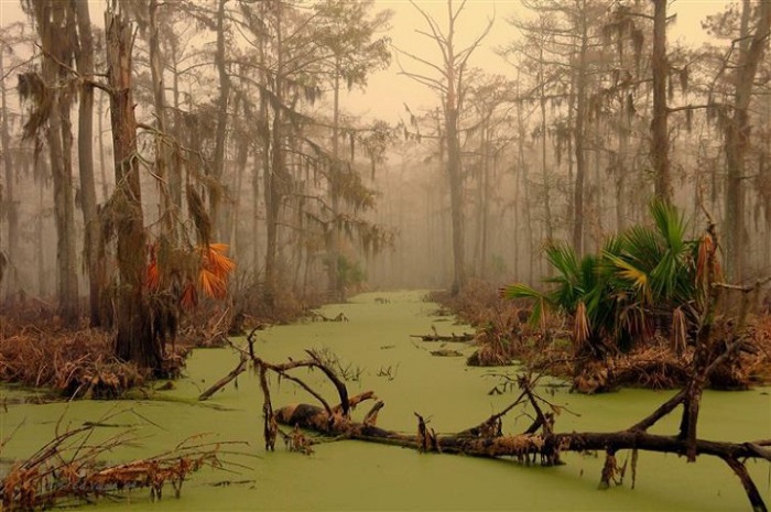 Болота по-другому называются «болотами призраков» и расположенны в штате Луизиана, недалеко от Нового Орлеана.