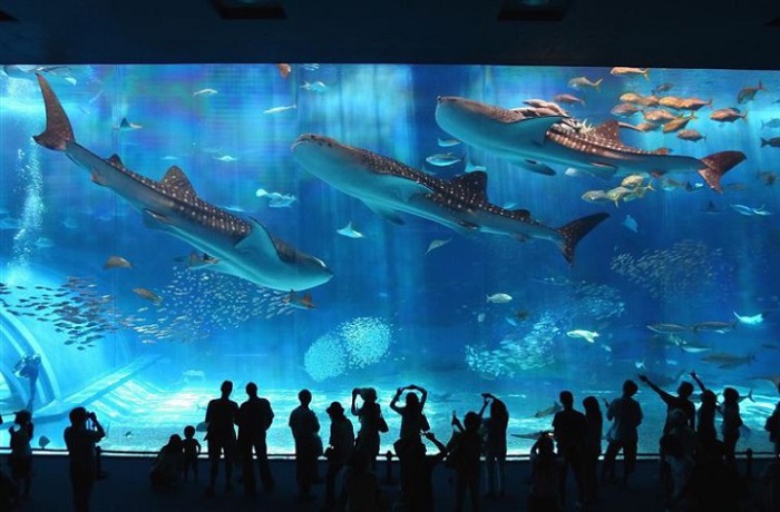 Один из самых больших аквариумов в мире, открытый в 2002 году, на японском острове Окинава.