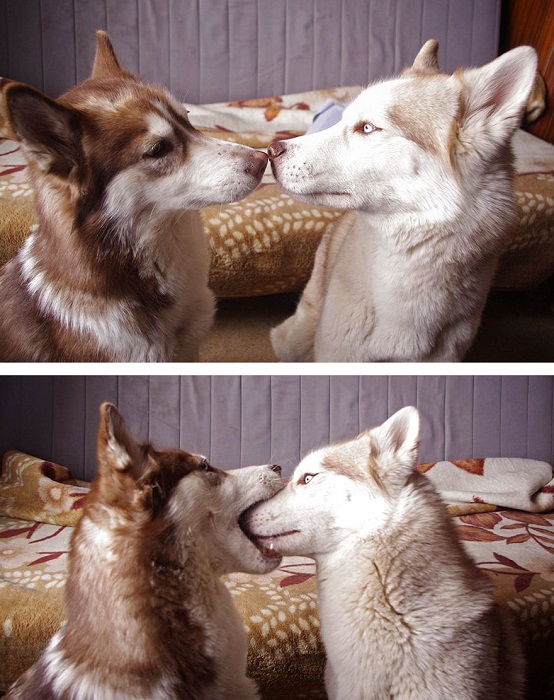 Первый поцелуй животных.