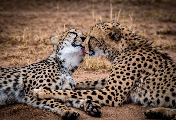 Целующиеся гепарды.