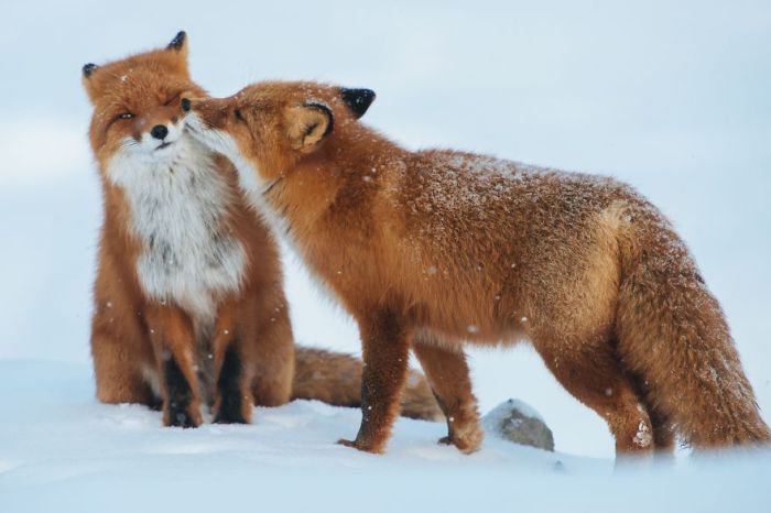 Любовь и дружба среди лисиц.