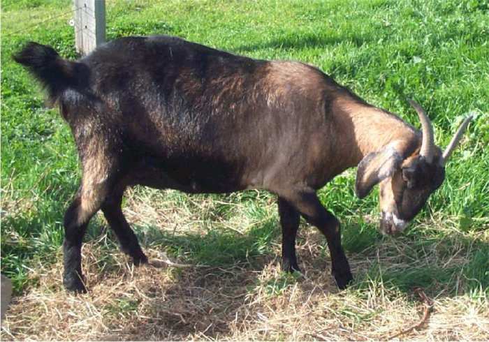 Из всех домашних питомцев самой неприхотливой считается коза. | Фото: beauty-things.com.