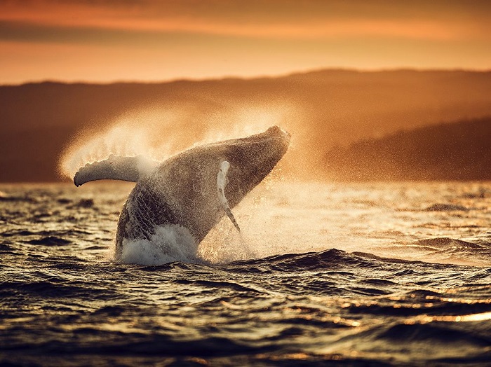 Прыжок кита на закате. Фотограф - David Howells.