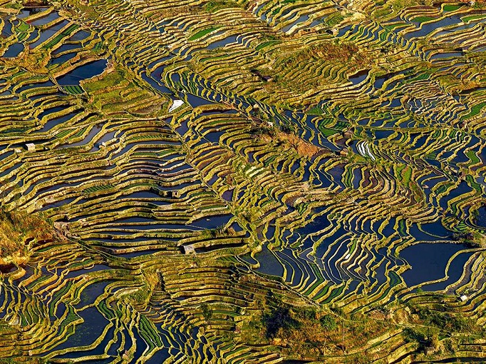 Рисовые поля в китайской провинции Юньнань с вершины горы на закате. Фотограф - Thierry Bornier.