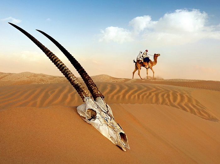 Через пустыню на западе Объединенных Арабских Эмиратов со всех сторон двигались наездники на верблюдах, направляющиеся на ежегодный фестиваль верблюдов. Фотограф - Mario Cardenas.