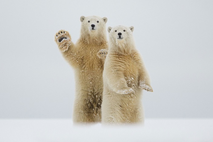 Белые медведи на Аляске: «Превед, человег!».