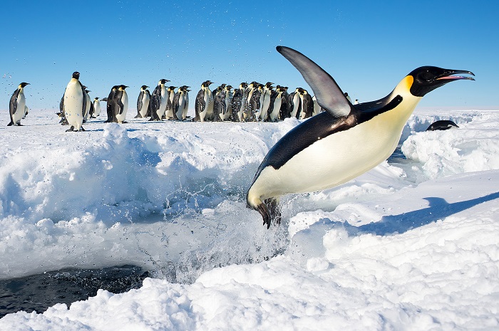 Единственный шанс для пингвинов ощутить чувство полета - выпрыгнуть из воды. Фотограф - Christopher Michel.