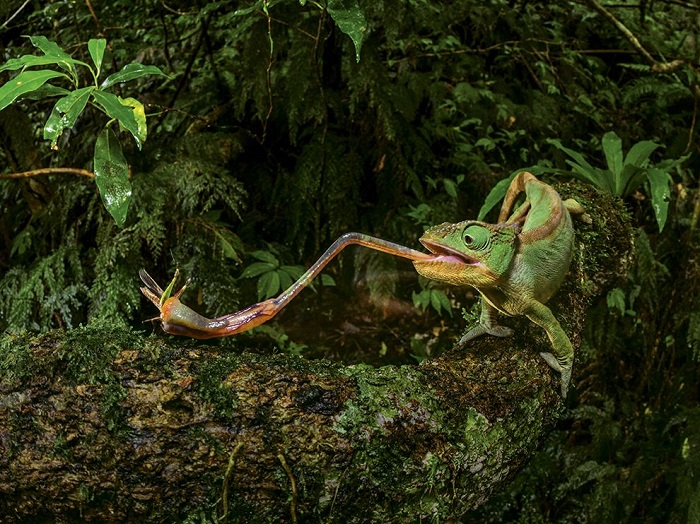 Хамелеон в момент охоты своим длинным и липким языком хватает жертву. Фотограф - Christian Ziegler.