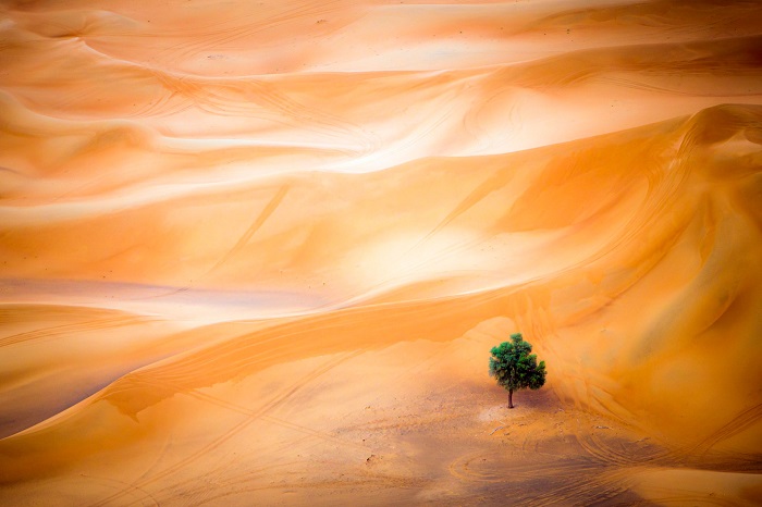 Единственное дерево на всей засушливой земле в пустыне, Дубаи. Фотограф - Mark Seabury.