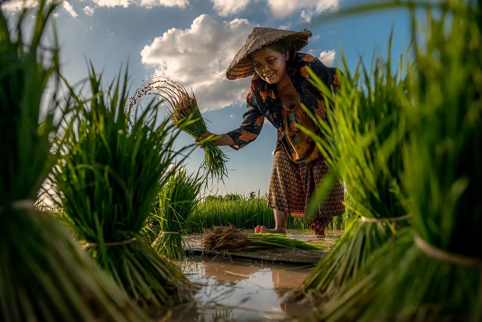 В Таиланде местная крестьянка занимается сбором урожая на местных рисовых полях. Фотограф - Sarawut Intarob.