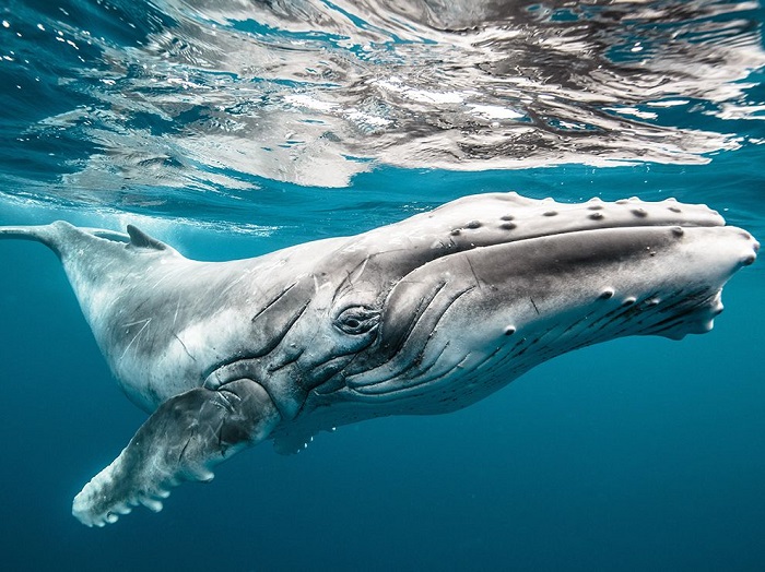 Детёныш горбатого кита - метров пять в длину. Фотограф: Karim Iliya.