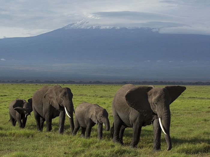 У склона великой горы Килиманджаро в Кении ранним утром идет семейство слонов, родители ведут двух своих детенышей на водопой. Фотограф - Daniel Pinheiro.