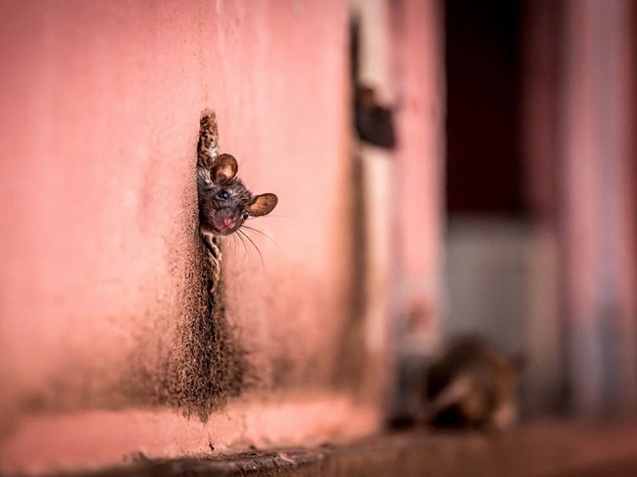 Мыша, которая вылезла из дырки в стене. Фотограф - Cezary Wyszynski.