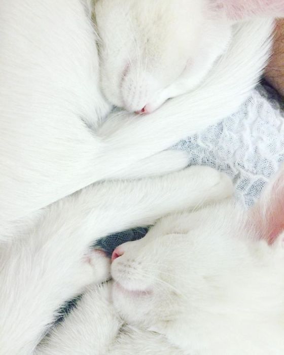 Кошки-близнецы всегда спят в одинаковых позах.