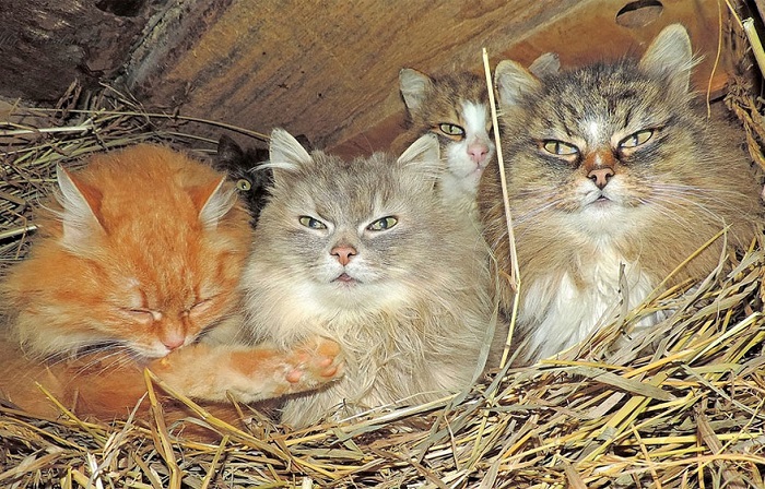 Одна из трех кошачьих «спален», расположенных в курятнике.