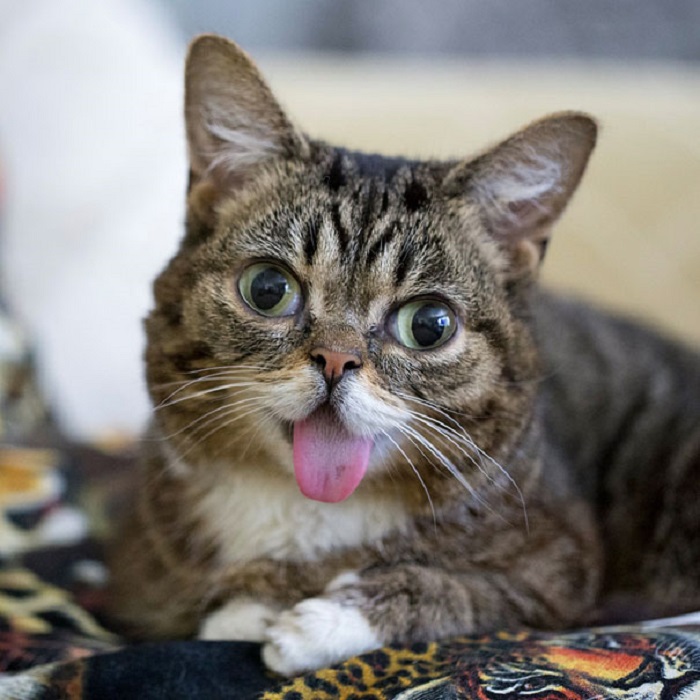 У кошки Лил Баб необычная внешность: большие выпученные глаза и во рту не хватает передних зубов, из-за чего кончик языка постоянно торчит наружу.
