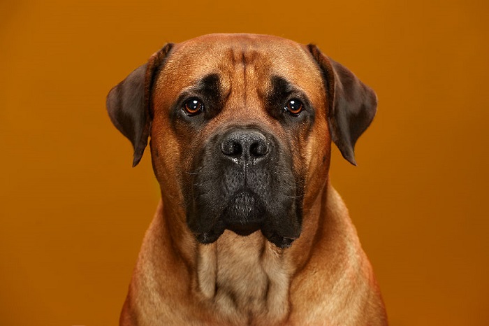 Южноафриканский бурбуль — служебная собака с очень хорошими охранными качествами, обладающая физической силой и агрессивным характером.
