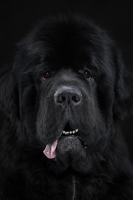Ньюфаундленд является самой большой собакой, без каких либо признаков агрессии по отношению к людям, замечательный охранник и спасатель.
