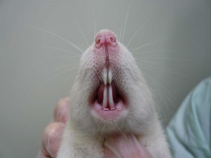 Зубы крыс растут всю жизнь, поэтому они все время что-то грызут для их стачивания. | Фото: azimage.com.